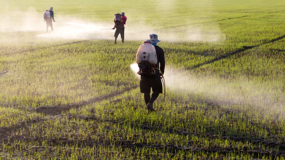 A man sprays roundup